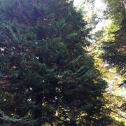 Un tuya sur notre chemin